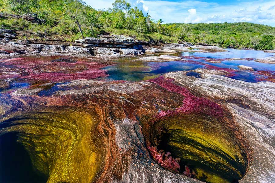 Macarenia clavigera - planta que da color a Caño Cristales