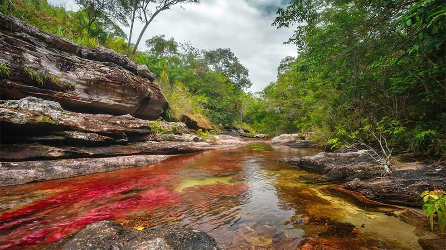 Sendero y pozas de Caño Cristales - Parque Sierra de La Macarena