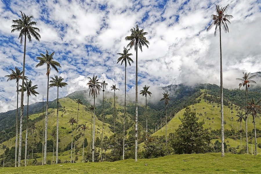 Valle de Cocora palmas de cera Salento Quindío